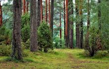 Care sunt țările care nu au deloc pădure? Cât la sută din România mai este pădure?