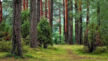 Care sunt țările care nu au deloc pădure? Cât la sută din România mai este pădure?