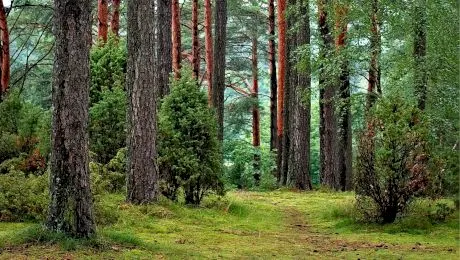 De ce nu există albastru în natură atât de des ca alte culori?