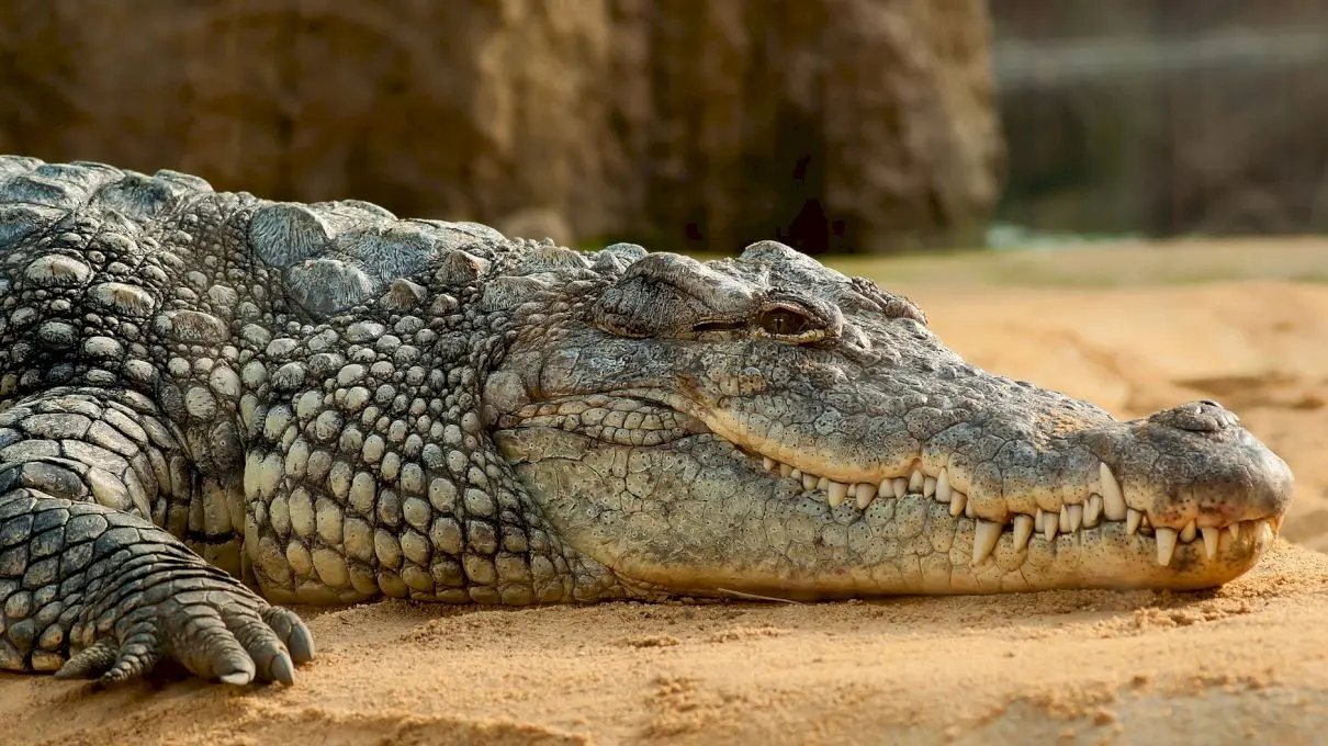 De ce înghit crocodilii pietre? La ce îi ajută?