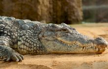 De ce înghit crocodilii pietre? La ce îi ajută?