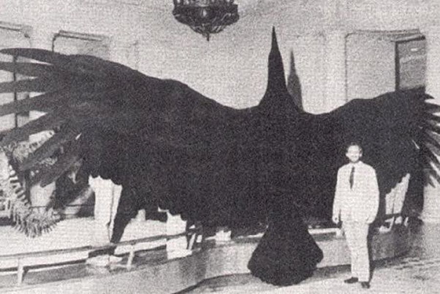 Argentavis magnificens