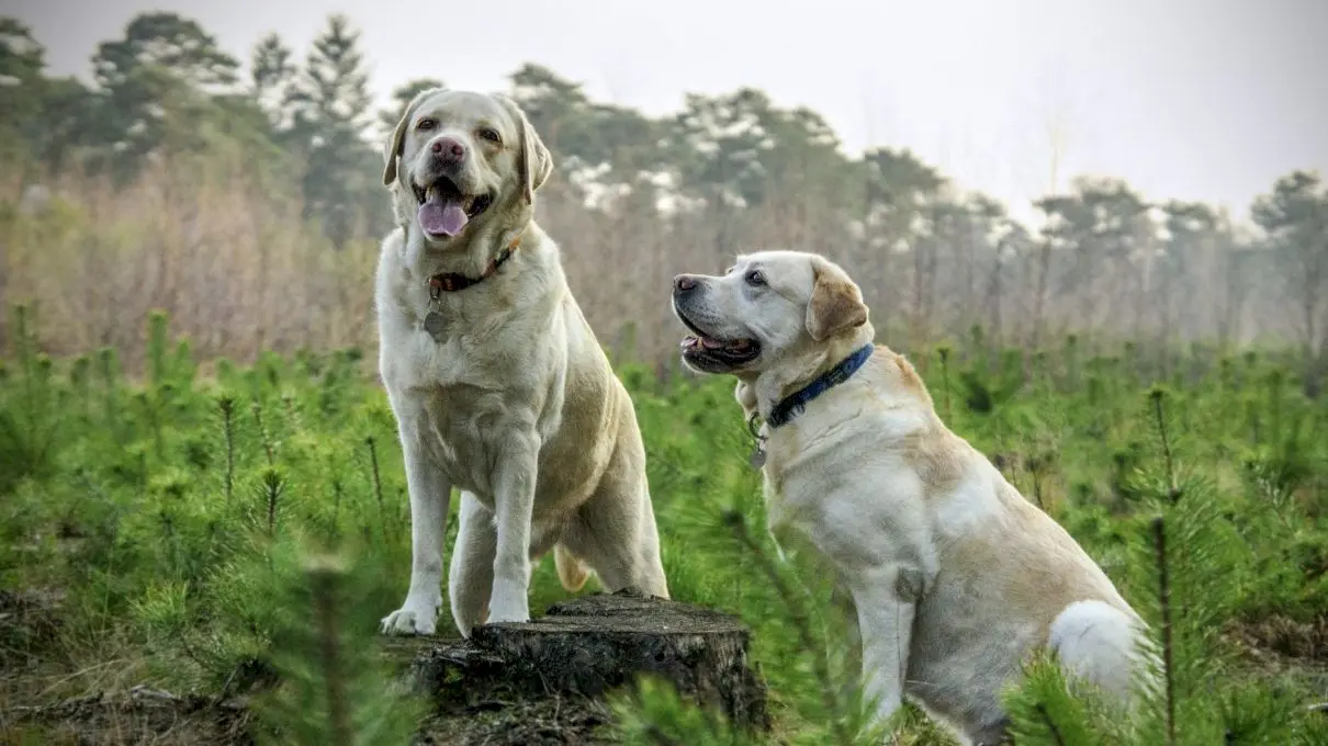 Care a fost primul animal domesticit? Care au fost beneficiile domesticirii animalelor?