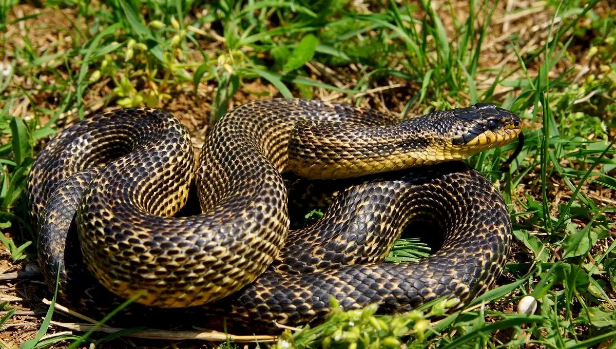 E adevărat că cel mai mare șarpe din Europa trăiește și în România?