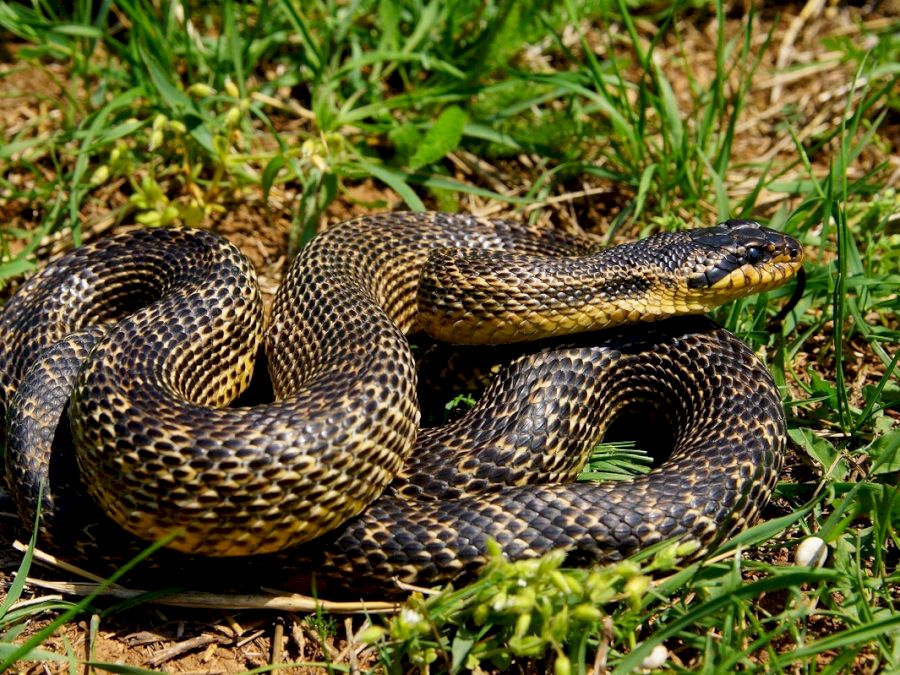 Animale Ocrotite De Lege In Romania