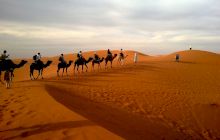 E adevărat că Arabia Saudită importă nisip și cămile din Australia?