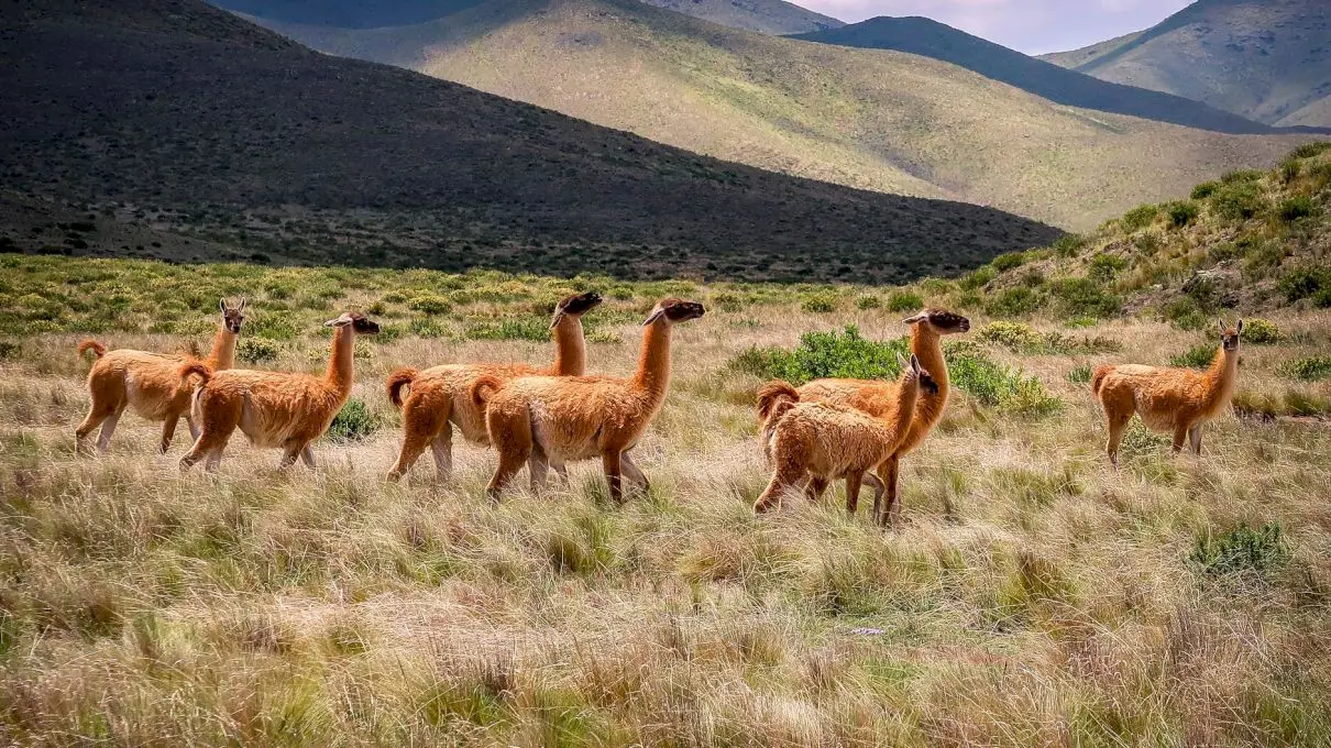 Ce este alpaca? Cum arată alpaca?