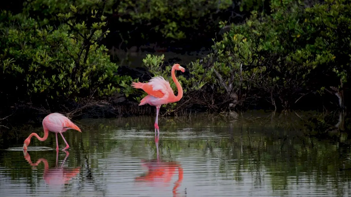 Sunt păsări flamingo în Delta Dunării?