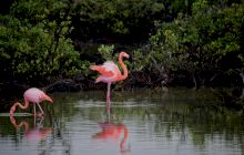 Sunt păsări flamingo în Delta Dunării?