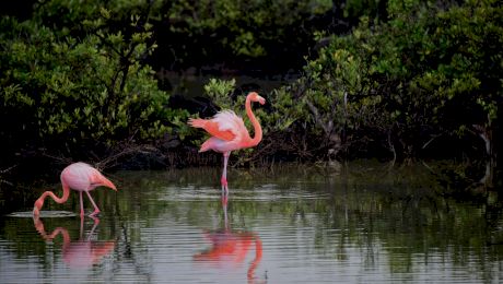 Sunt păsări flamingo în Delta Dunării?