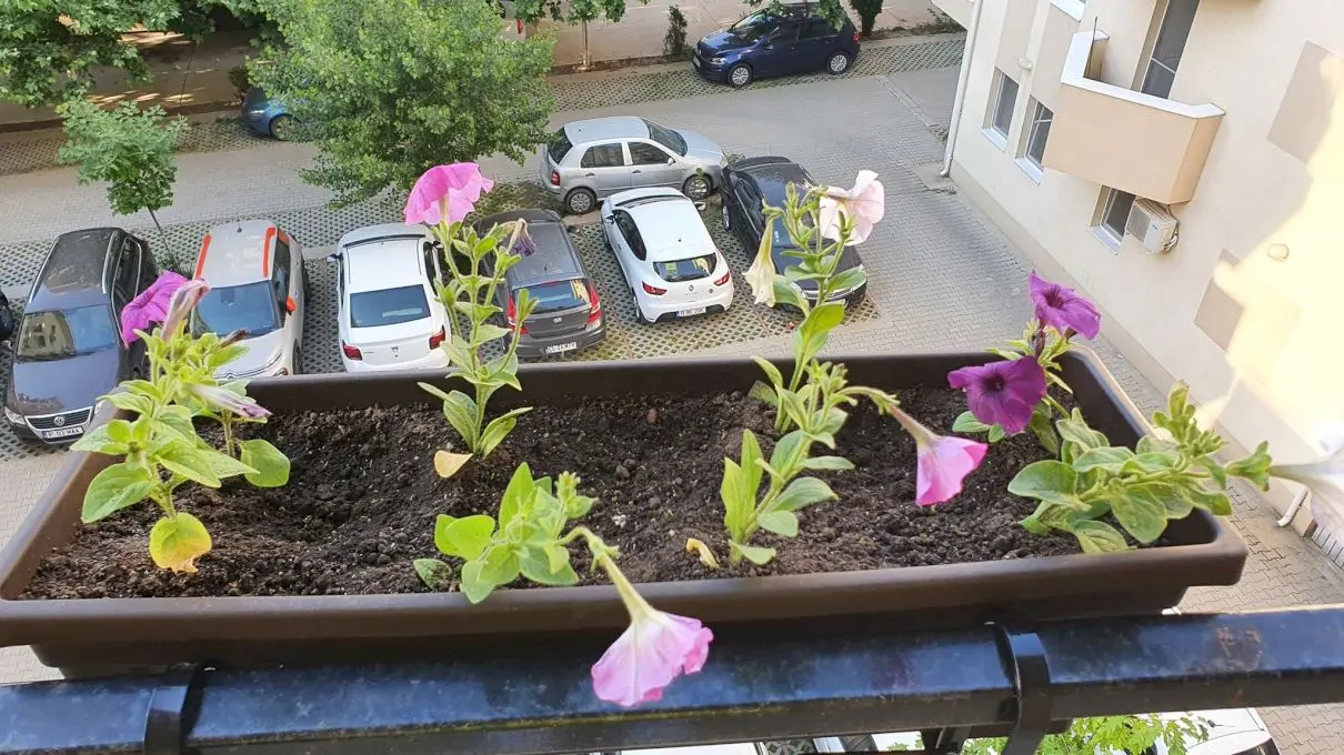 Cât de des se udă florile?