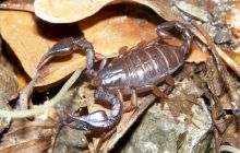 Există scorpioni în România? Cât de veninoși sunt?