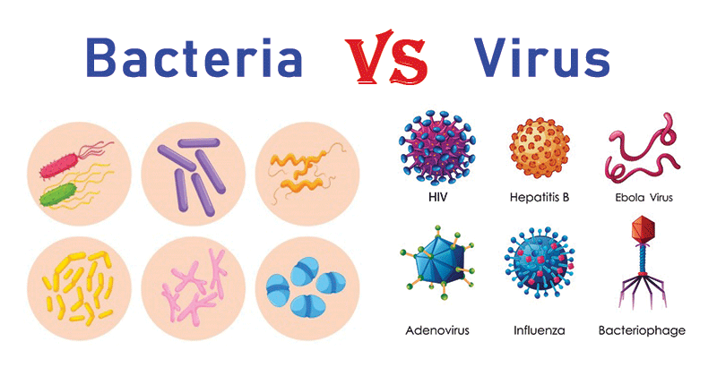 bacterii vs virusi