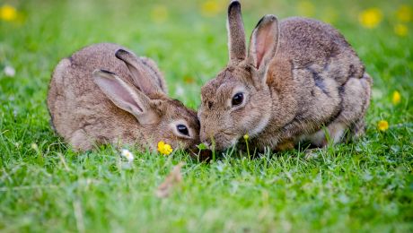 De ce au iepurii urechile lungi? La ce le folosesc?
