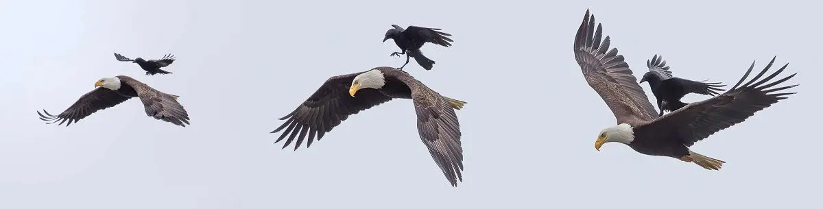 Cum se folosesc ciorile, cele mai istețe păsări, de vulturi? Cum se răzbună vulturii?