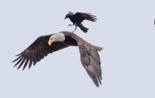 Cum se folosesc ciorile, cele mai istețe păsări, de vulturi? Cum se răzbună vulturii?