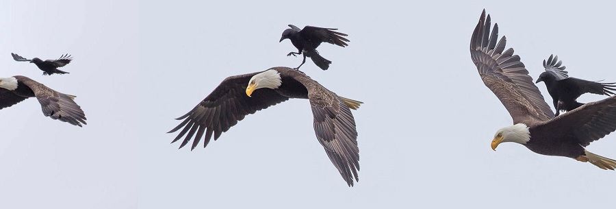 crow_eagle