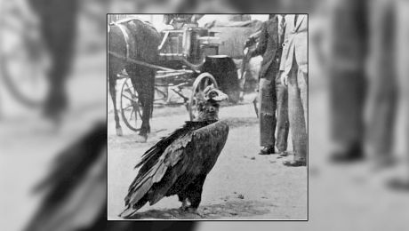 Care este povestea Vulturului Ilie, cel mai faimos vultur din Muntenia?