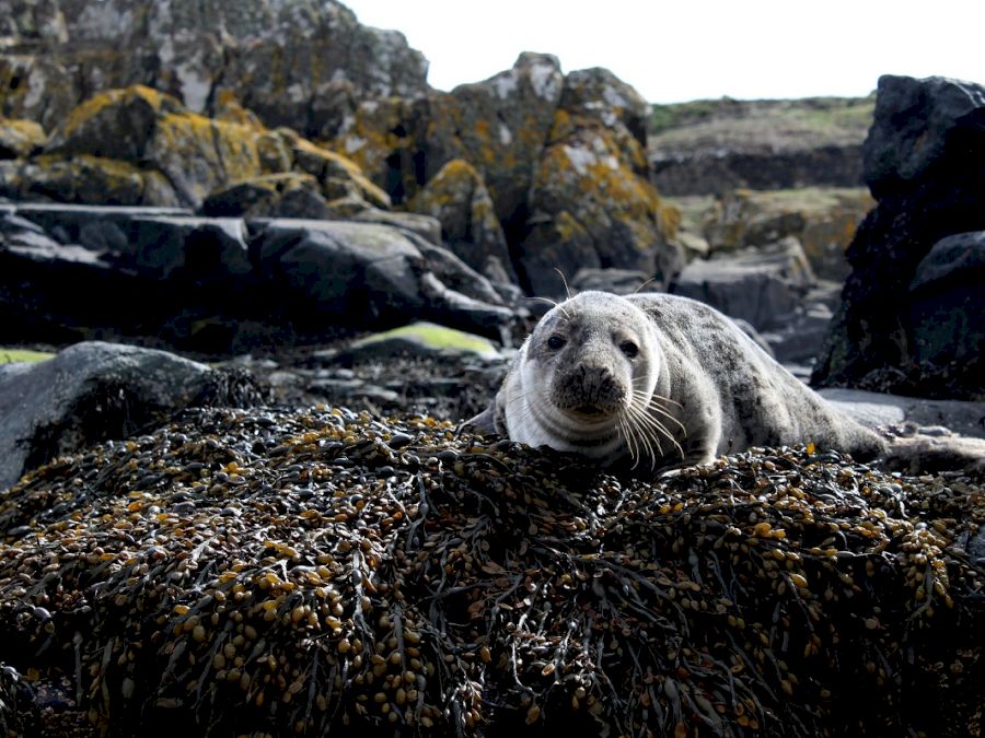 foca