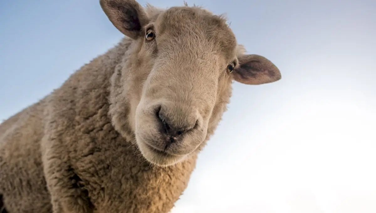 Cât de inteligente sunt oile? Este adevărat că oile se bat între ele?