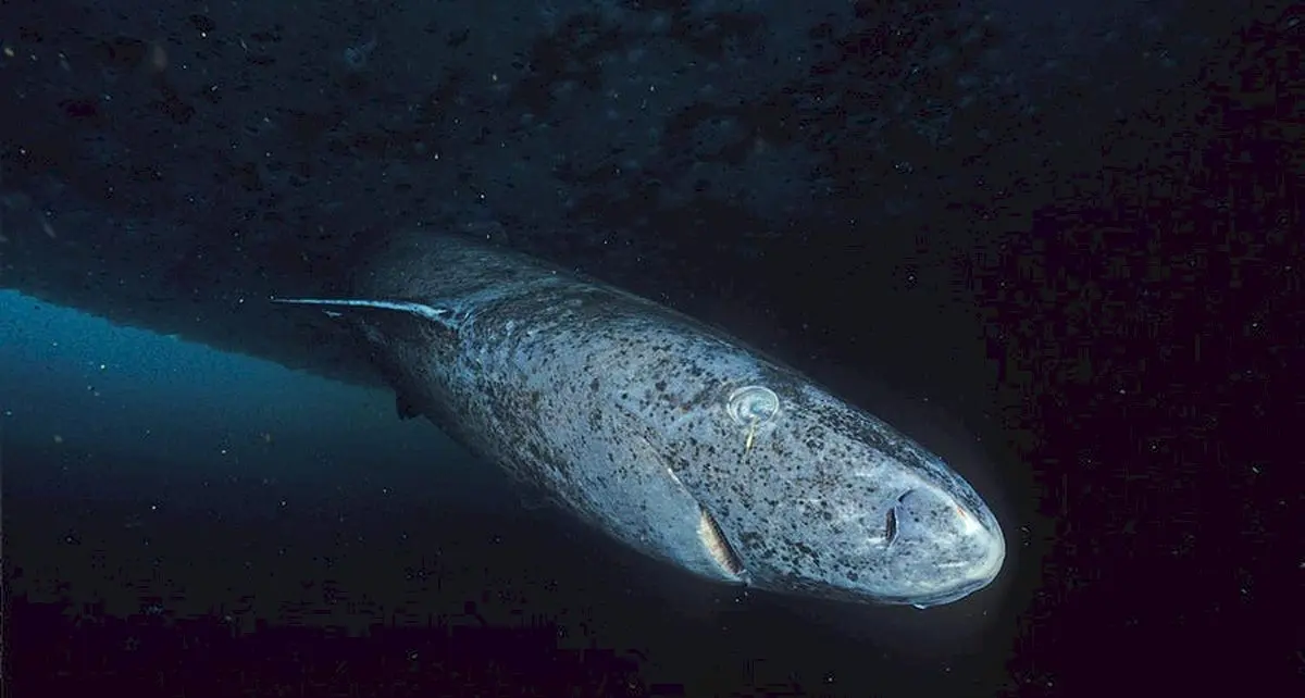 Este adevărat că rechinii din Groenlanda pot să mănânce balene?