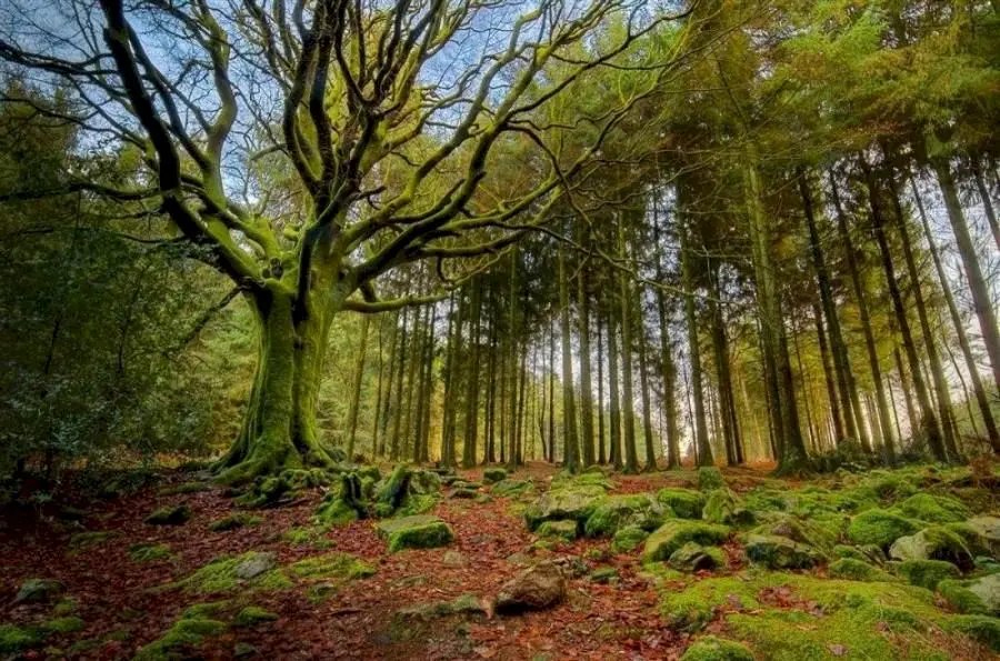 Care este cea mai bătrână pădure din România? Sunt aici arbori de pe vremea lui Ștefan cel Mare!