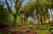 Care este cea mai bătrână pădure din România? Sunt aici arbori de pe vremea lui Ștefan cel Mare!