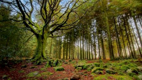 Care este cea mai bătrână pădure din România? Sunt aici arbori de pe vremea lui Ștefan cel Mare!