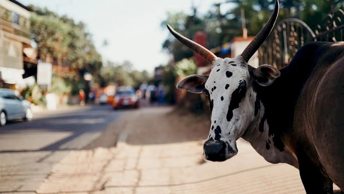 De ce este vaca sacră în India? Cum devastează aceste animale străzile?