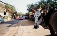 De ce este vaca sacră în India? Cum devastează aceste animale străzile?