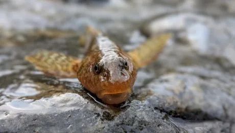 Care este cea mai rară specie de pește din Europa care a reapărut în România?