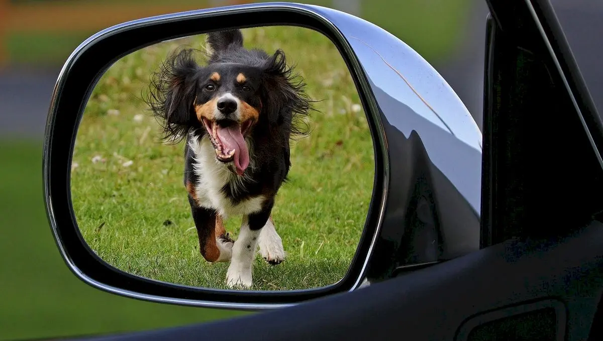 De ce latră câinii la roțile mașinilor? Care este motivul?