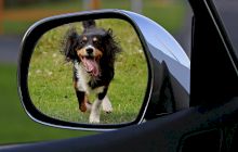 De ce latră câinii la roțile mașinilor? Care este motivul?