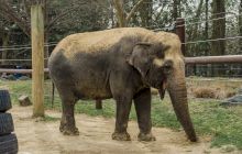 E adevărat că prima bombă aruncată asupra Berlinului în Al Doilea Război Mondial a omorât un elefant de la Zoo?