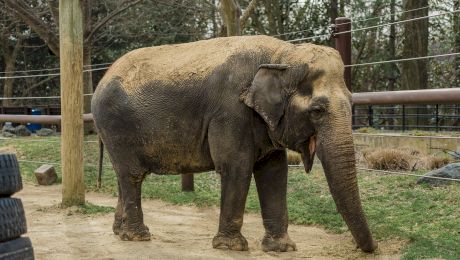 E adevărat că prima bombă aruncată asupra Berlinului în Al Doilea Război Mondial a omorât un elefant de la Zoo?