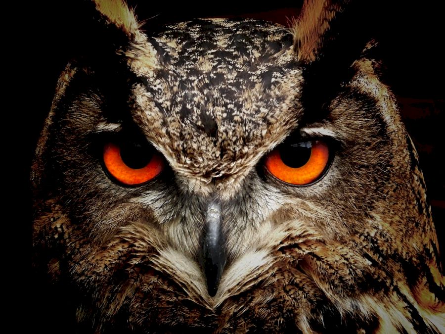 owl-bird-eyes-eagle-owl-86596
