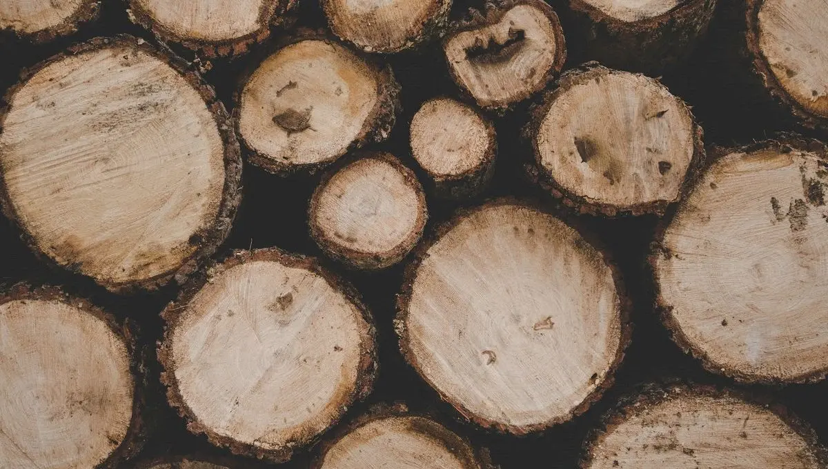 Ce înseamnă dacă ți se spune că ești „lemn Tănase”? De unde vine expresia?