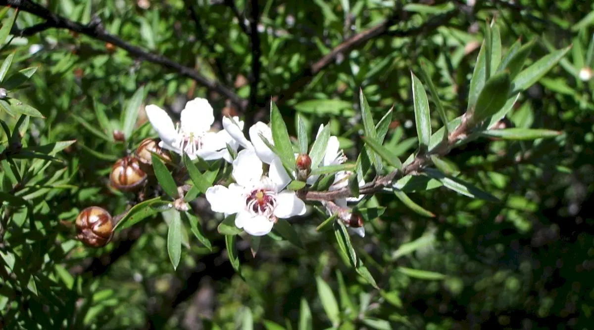 Ce este mierea de Manuka? De unde provine și ce beneficii are?