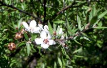 Ce este mierea de Manuka? De unde provine și ce beneficii are?