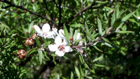 Ce este mierea de Manuka? De unde provine și ce beneficii are?