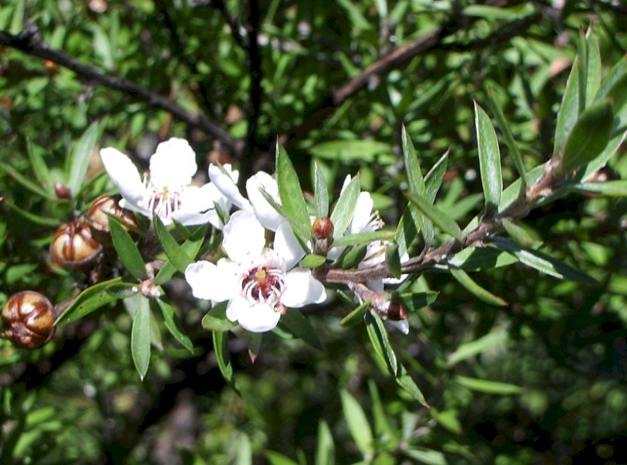 Manuka