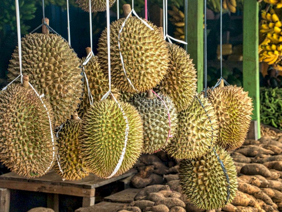 durian fruct