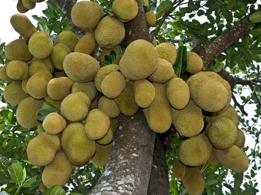 jackfruit