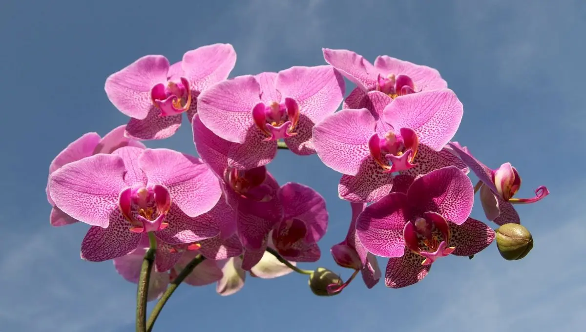 Cum îngrijești o orhidee? Iată câteva sfaturi utile de urmat!