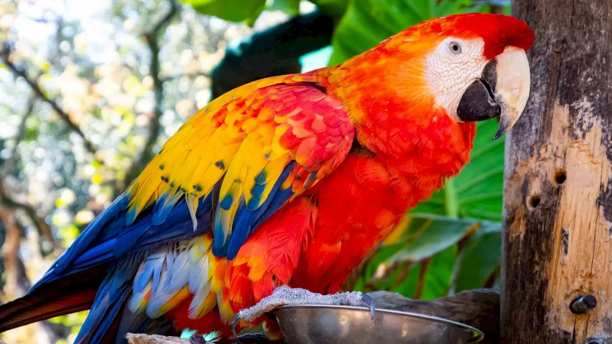 Care sunt speciile de papagali vorbitori? Cum arată papagalii vorbitori?