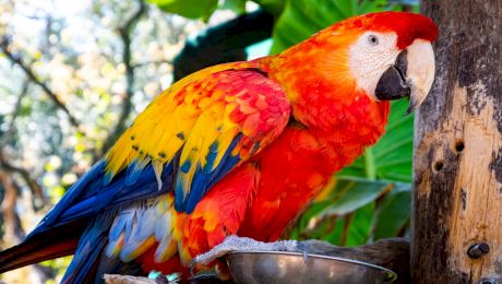 Care sunt speciile de papagali vorbitori? Cum arată papagalii vorbitori?
