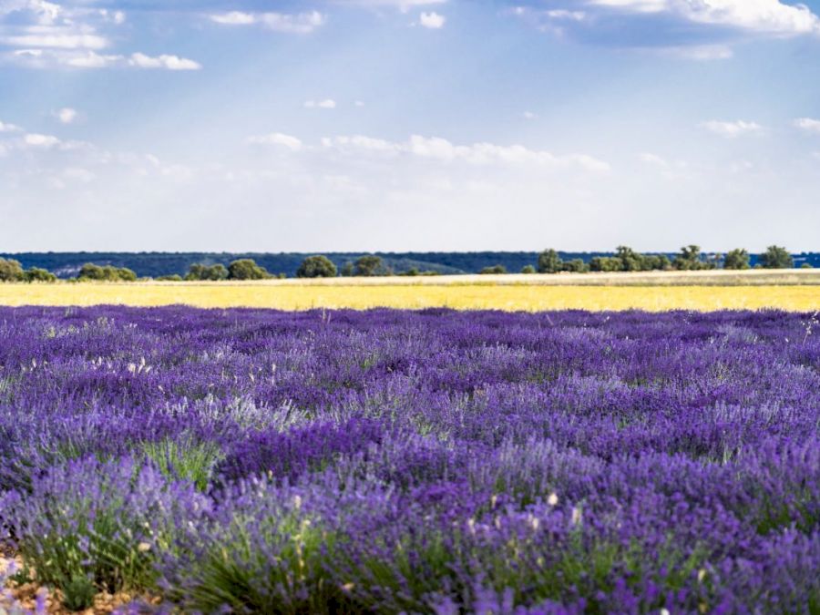 levantica sau lavanda