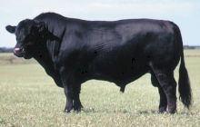 Ce este carnea Black Angus? Ce gust are carnea de vită Angus?