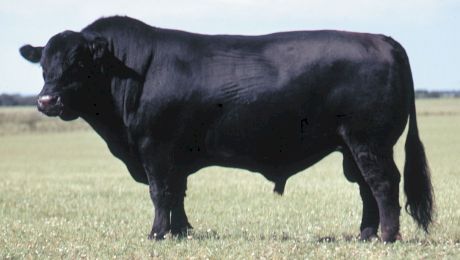 Ce este carnea Black Angus? Ce gust are carnea de vită Angus?