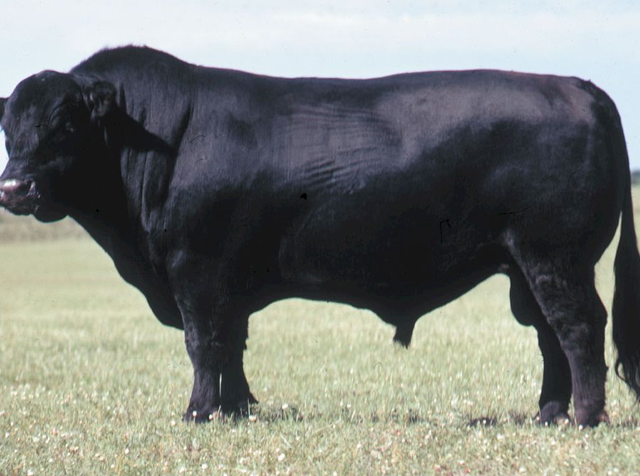 bull-Black-Angus (1)